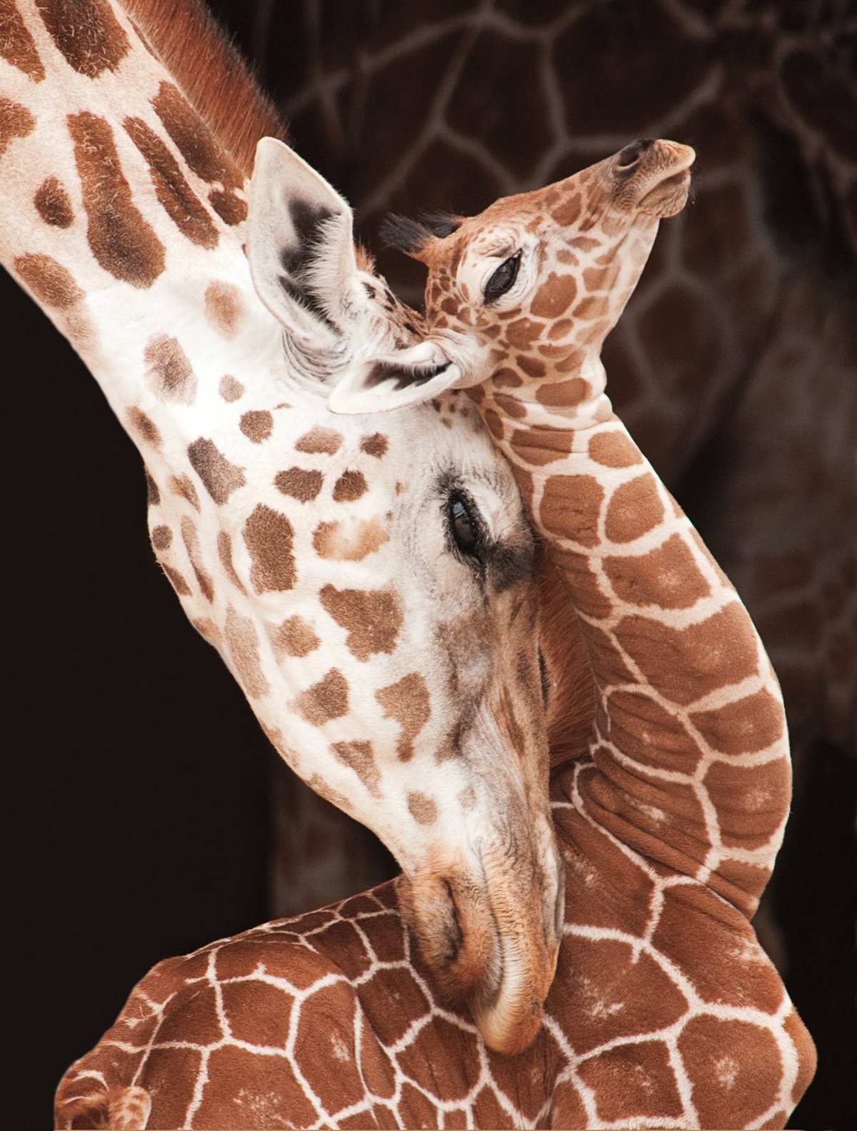 Жирафиха Бриджет