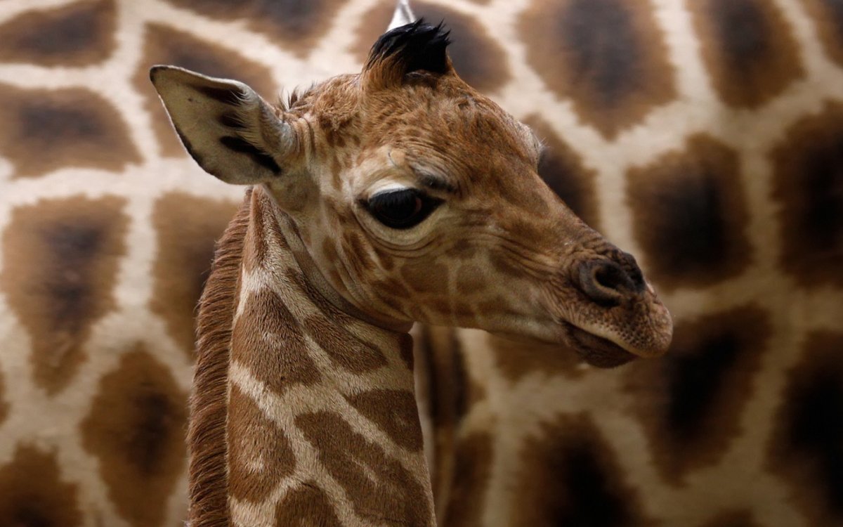 Жираф и Жирафенок