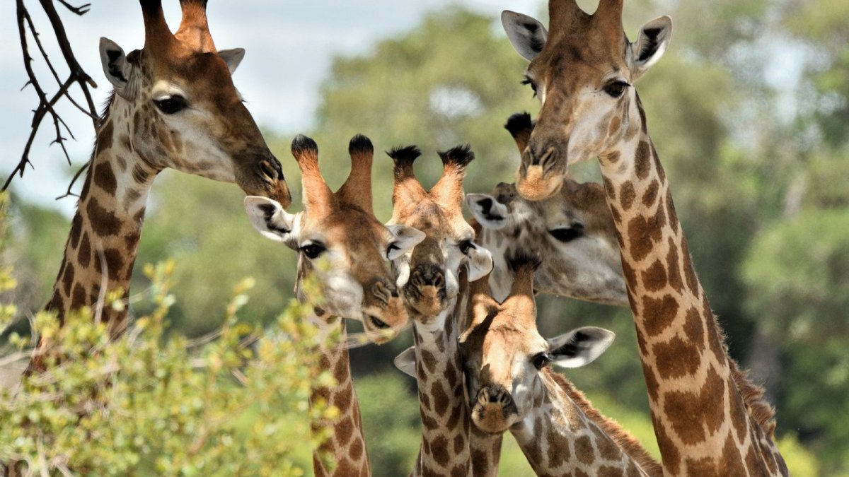 Жираф в дикой природе