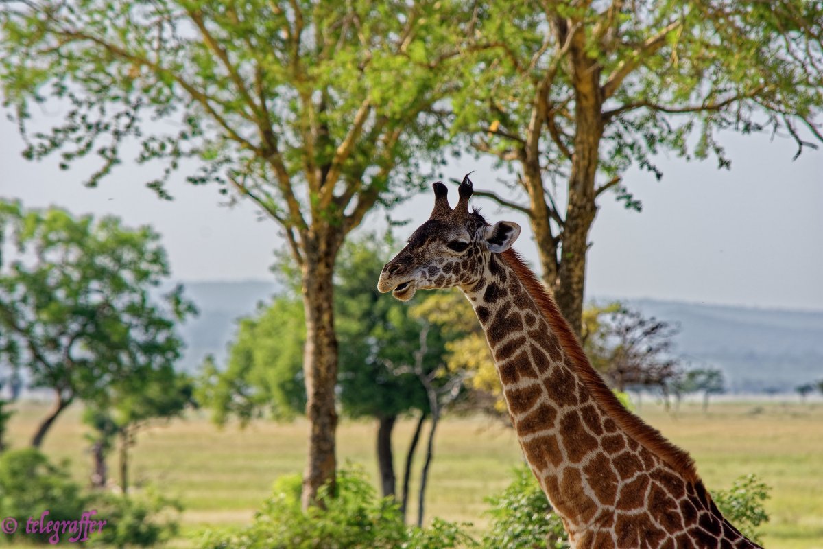 Карликовый Жираф