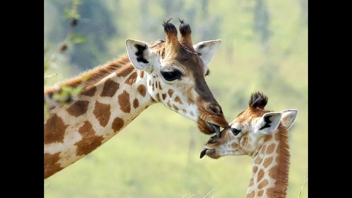 Жираф с жирафенком