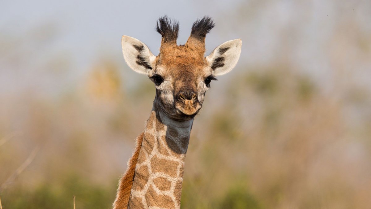 Жираф с детенышем