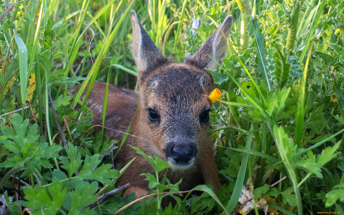 Сибирская кабарга детеныш