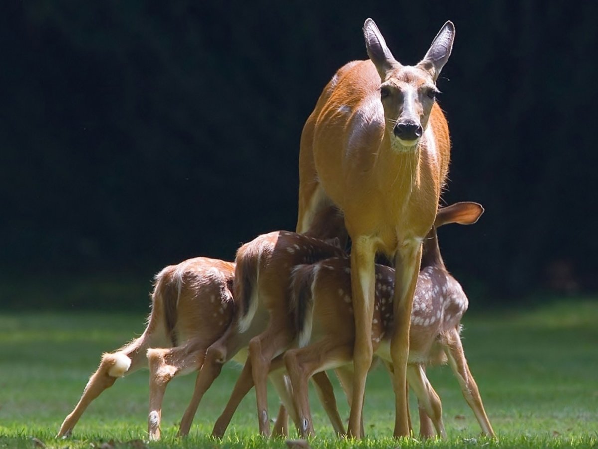 Олень картинка