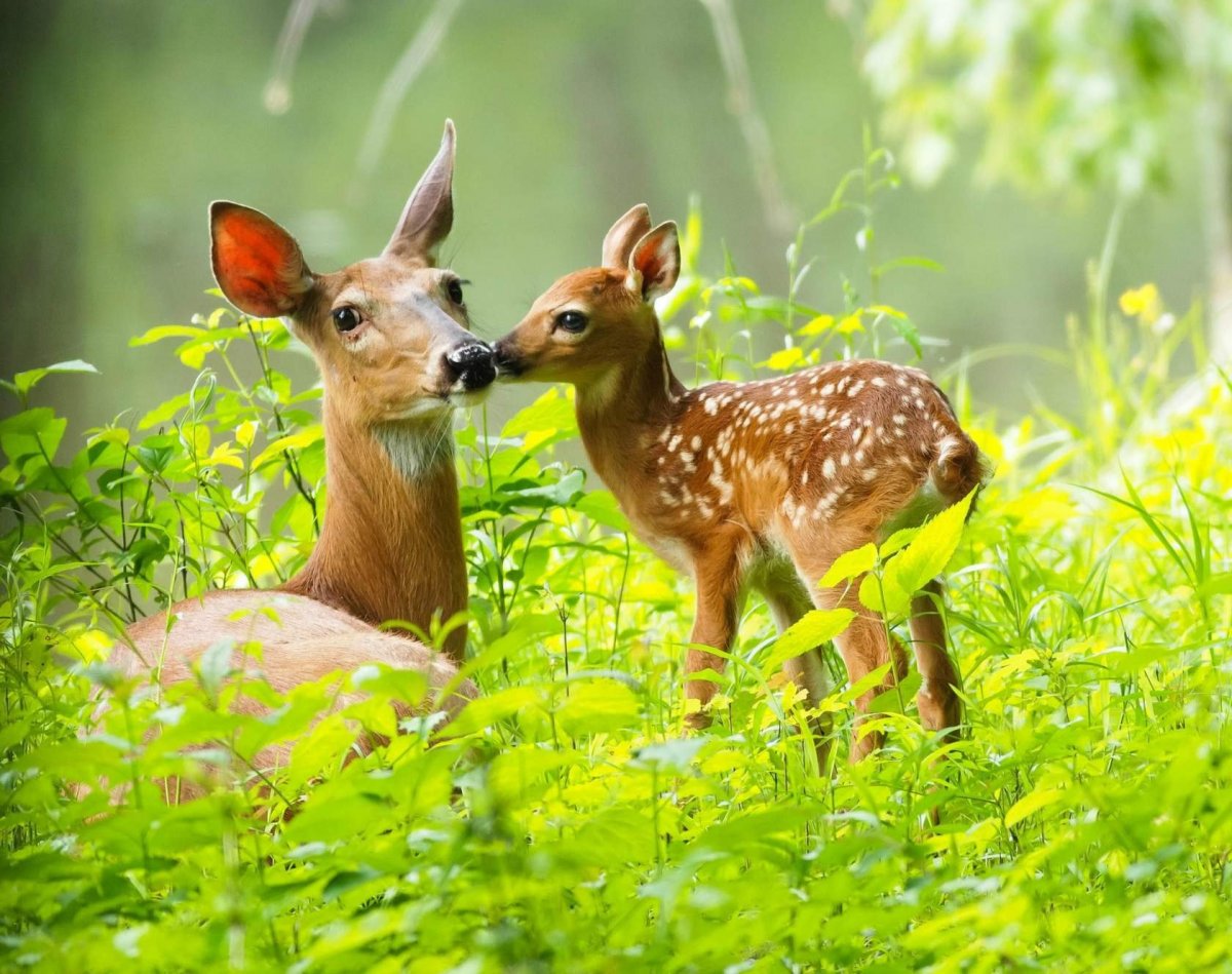 Олененок с мамой