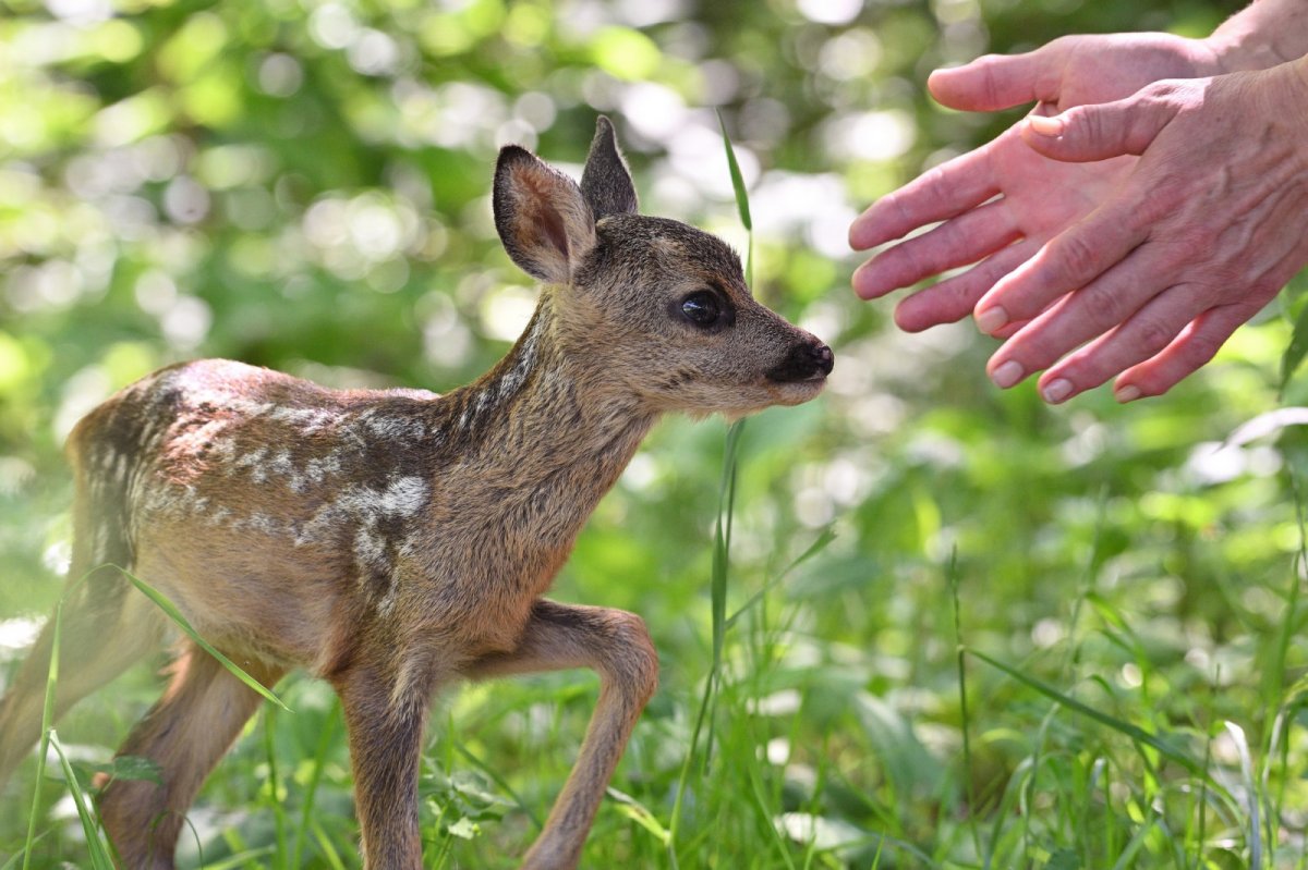 Тула косуля