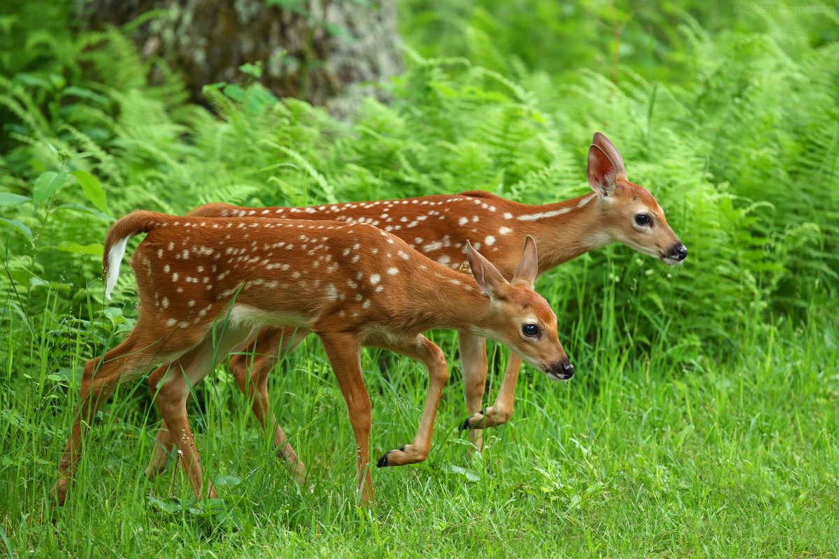 Пятнистый олень Оленята