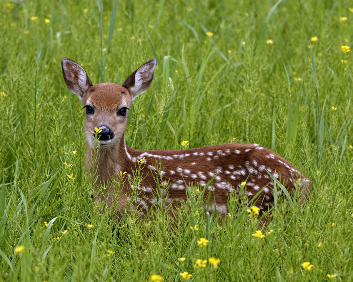 Пятнистый олень ареал