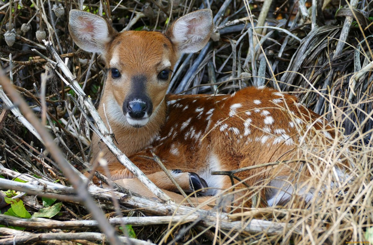 Маленькая порода оленей