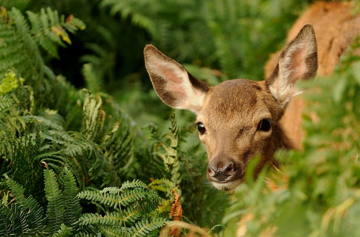 Олень олениха Олененок Оленята