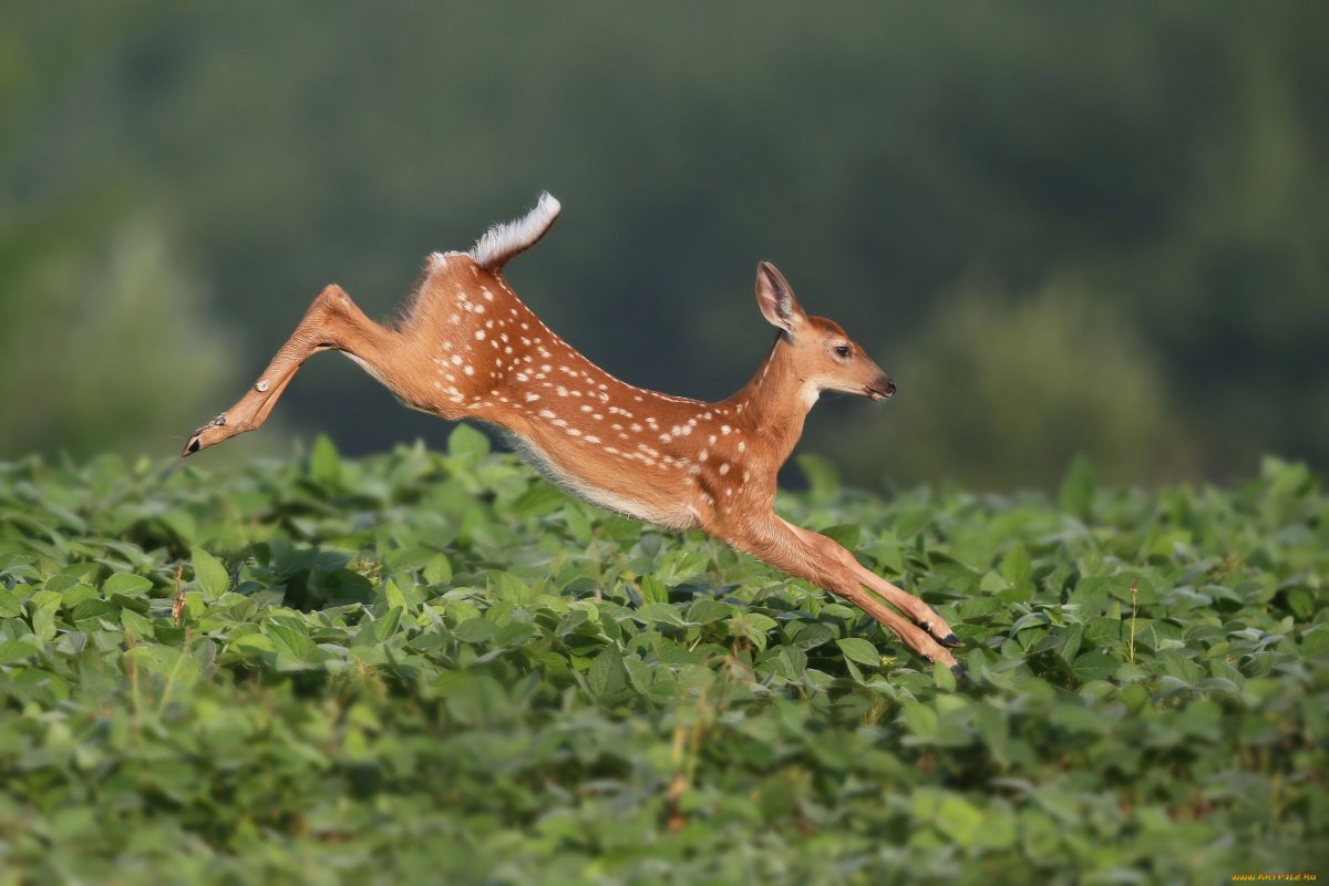 Олень в прыжке