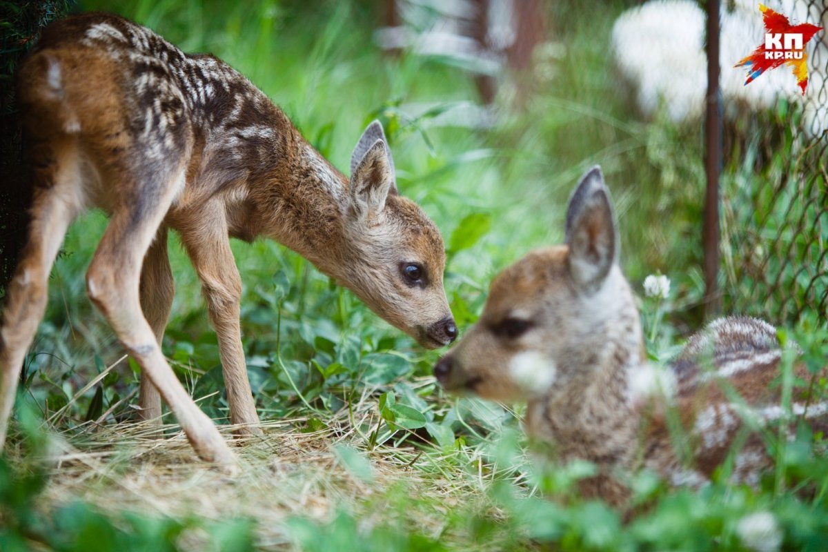 Европейская косуля детёныш