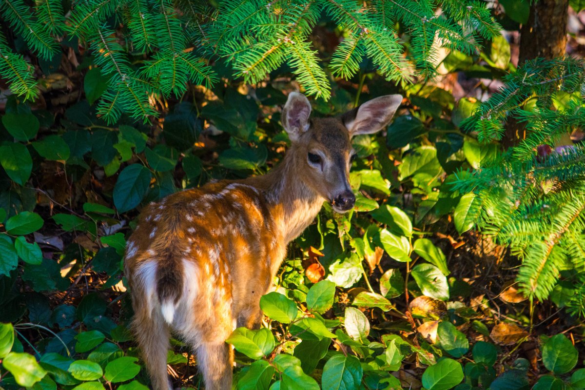 Олень в лесу