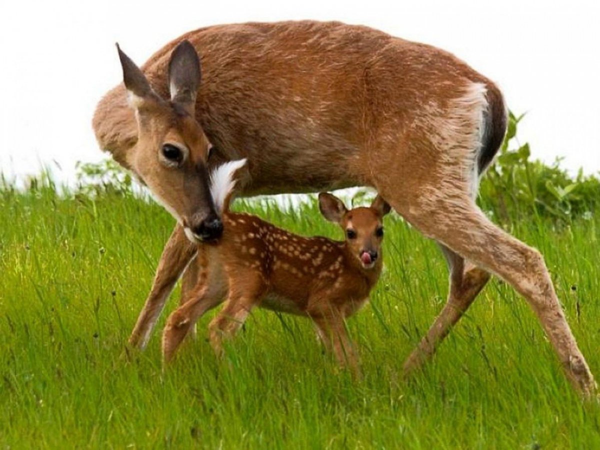 Благородный олень детеныш