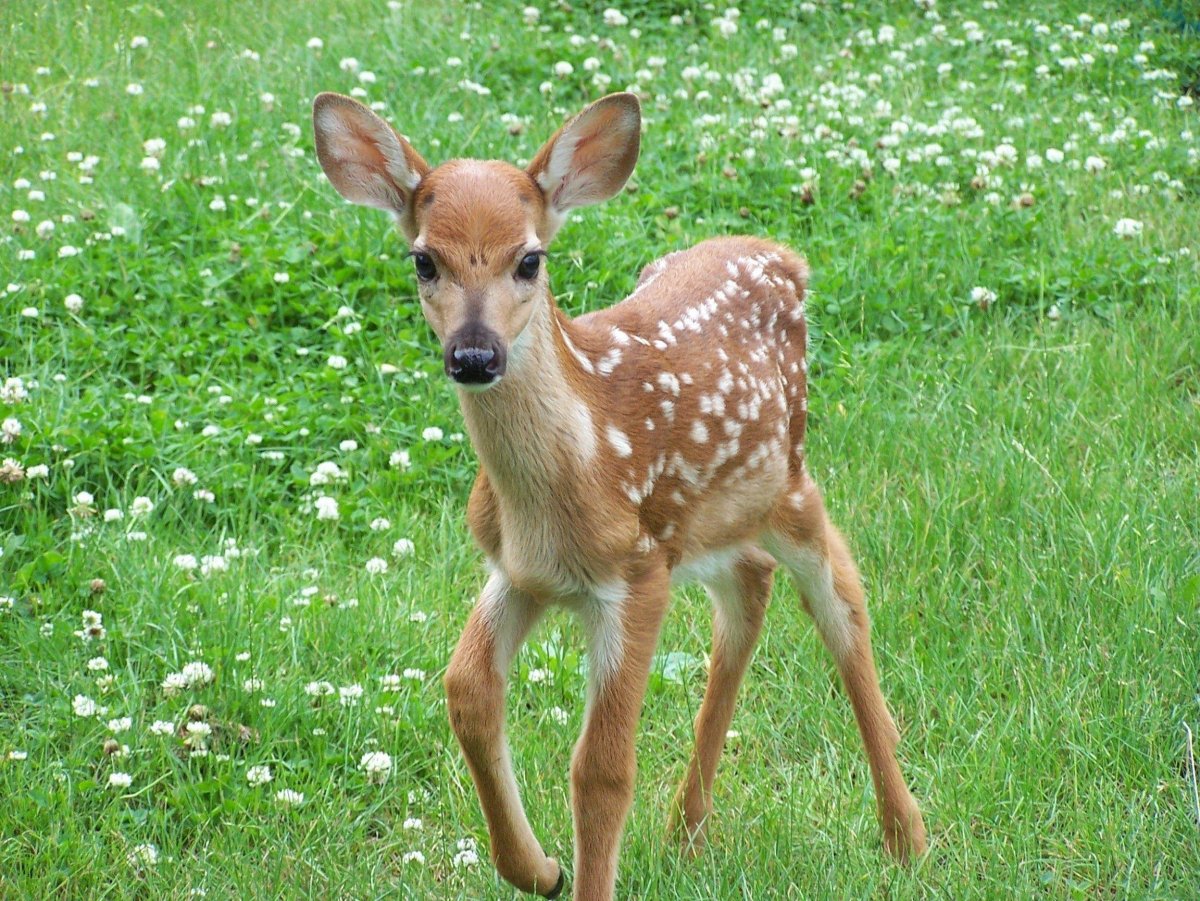 Косуля Олененок