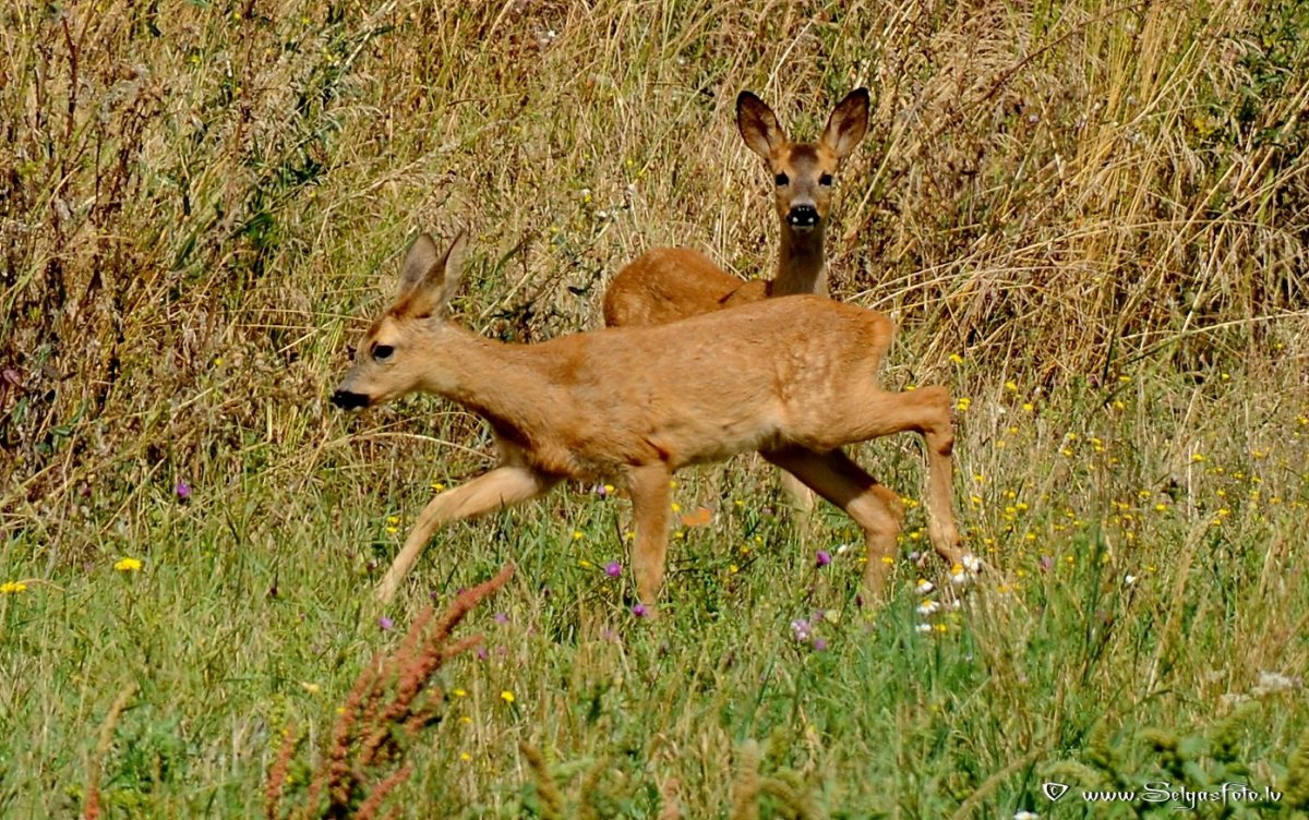 Пятнистый олень маленький