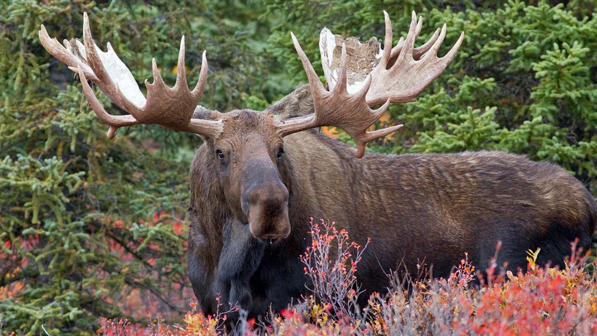 Восточно Сибирский Лось