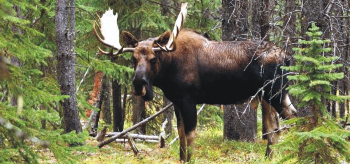 Сохатый и человек