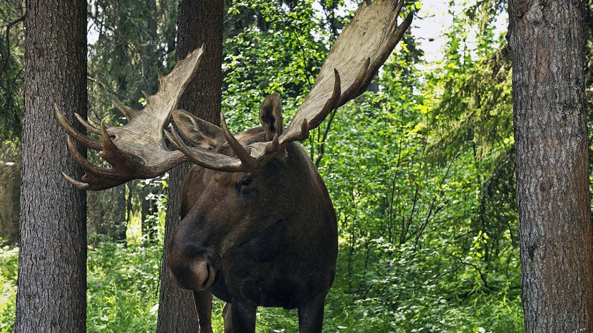 Охота на Аляске на лосей медведей Волков