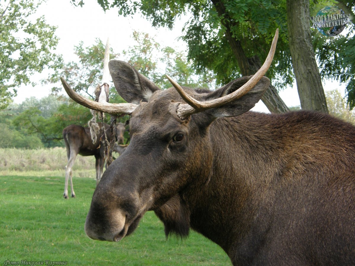 Лось лосиха лосенок