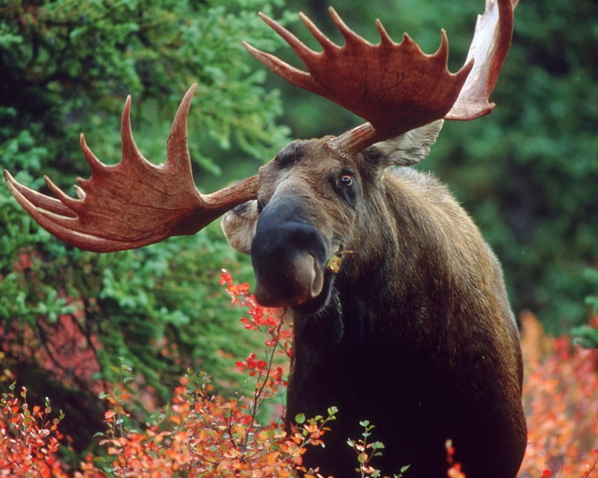 Рога лося