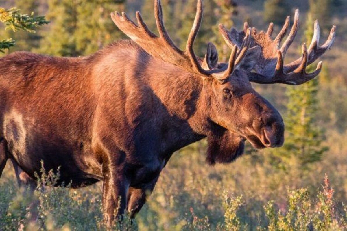 Бунвильколь Лось