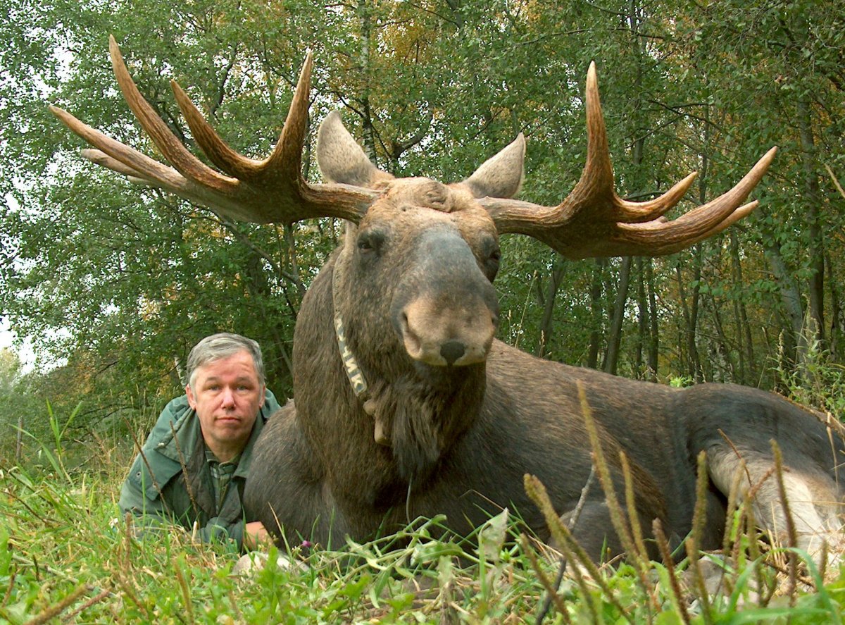 Взрослая лосиха