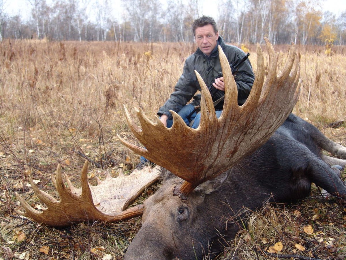 Лось Сохатый