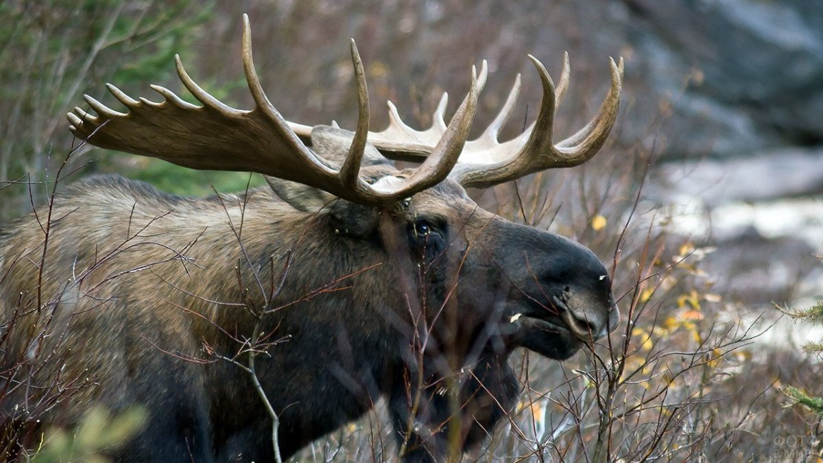 Аляскинский Лось