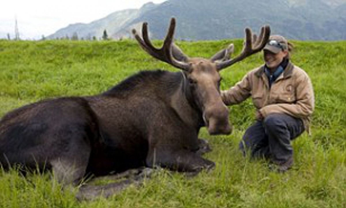 Лось на дороге