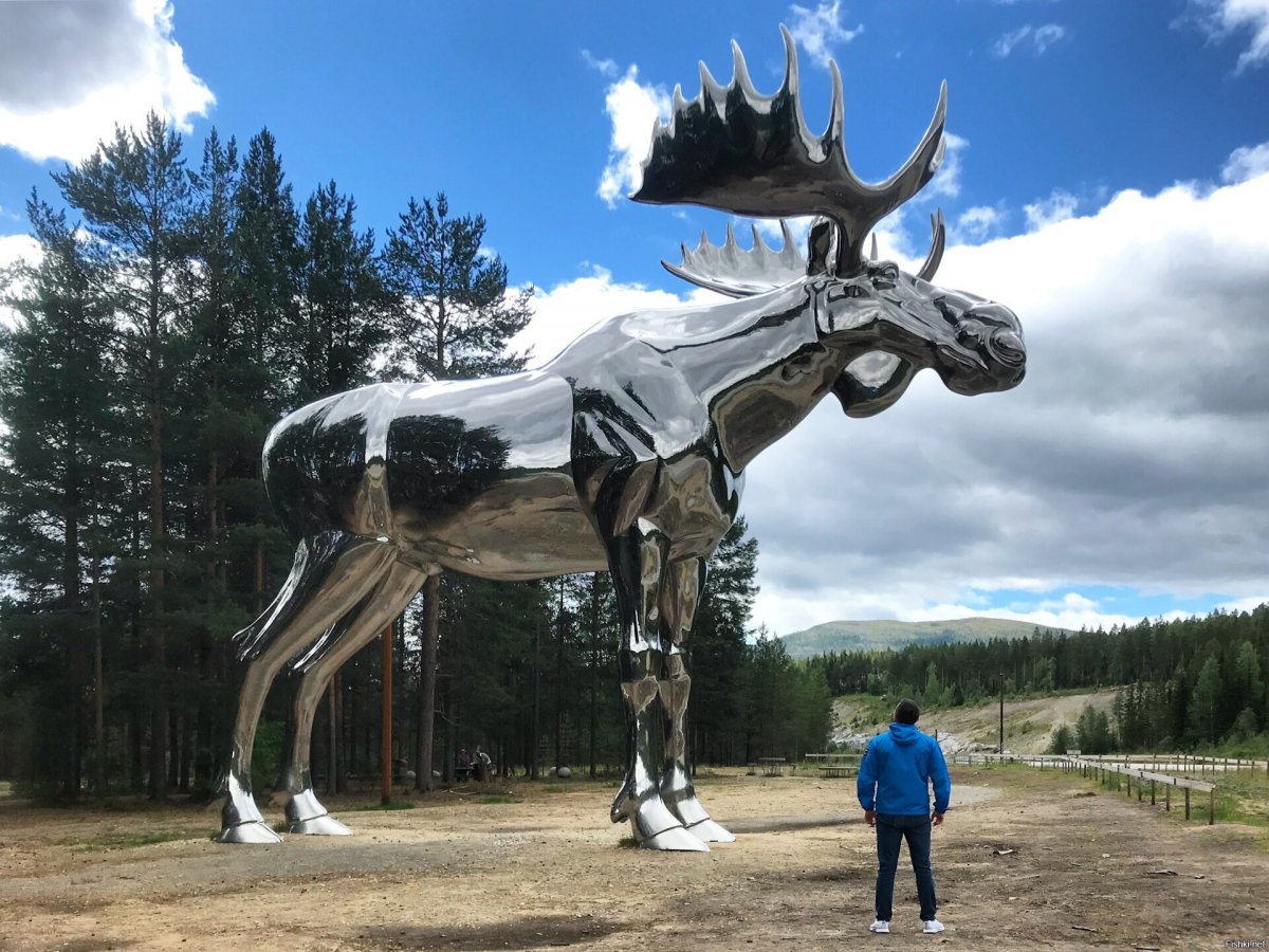 Лось лосиха лосенок