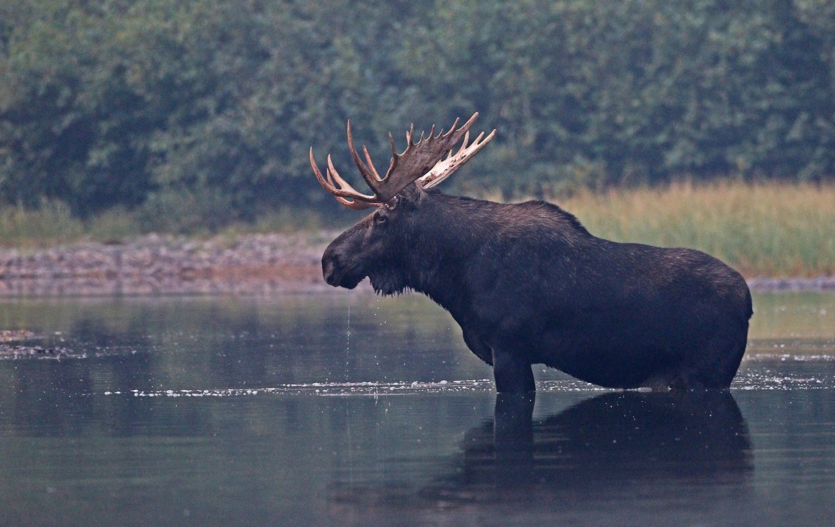 Зензин Лось