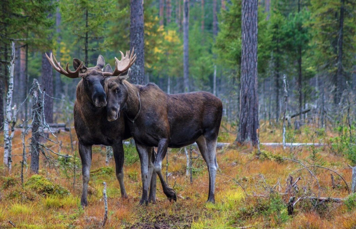 Лось семейства оленевых