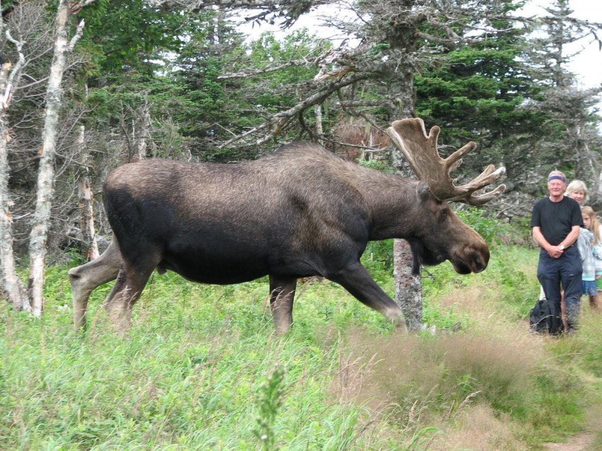 Лось Европейский