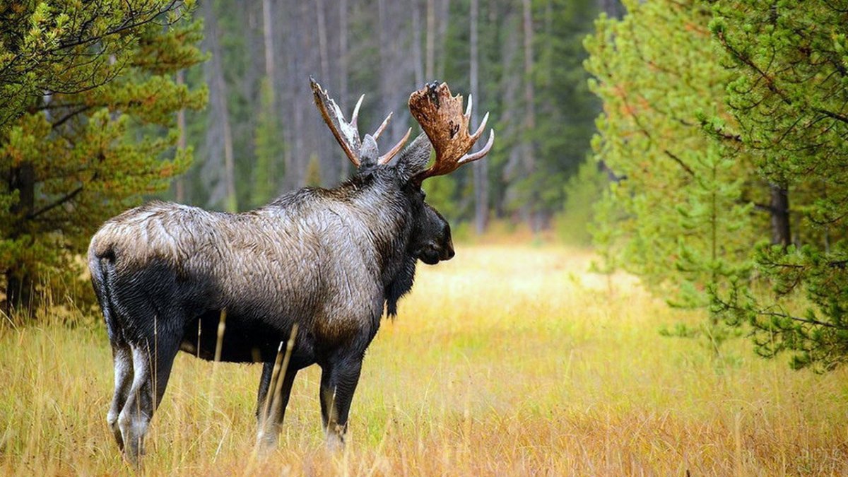 Вапити Северной Америки