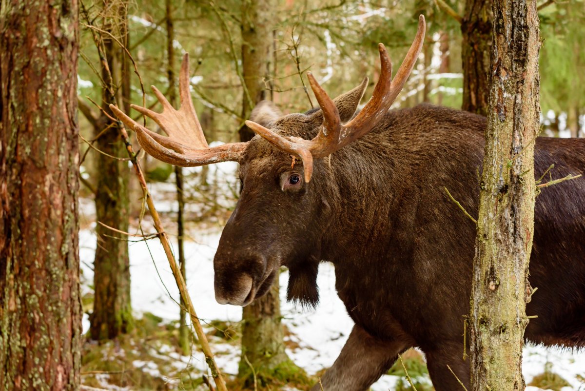 Лось в воде