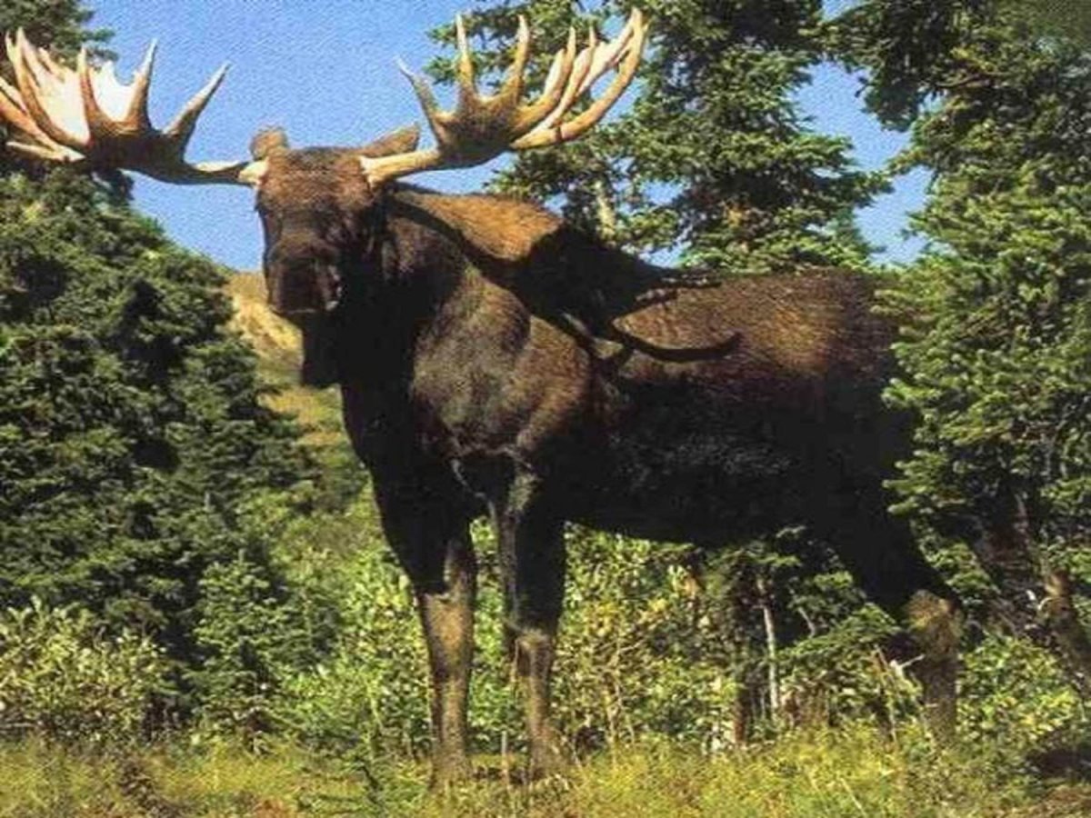 Лось Воронежского заповедника