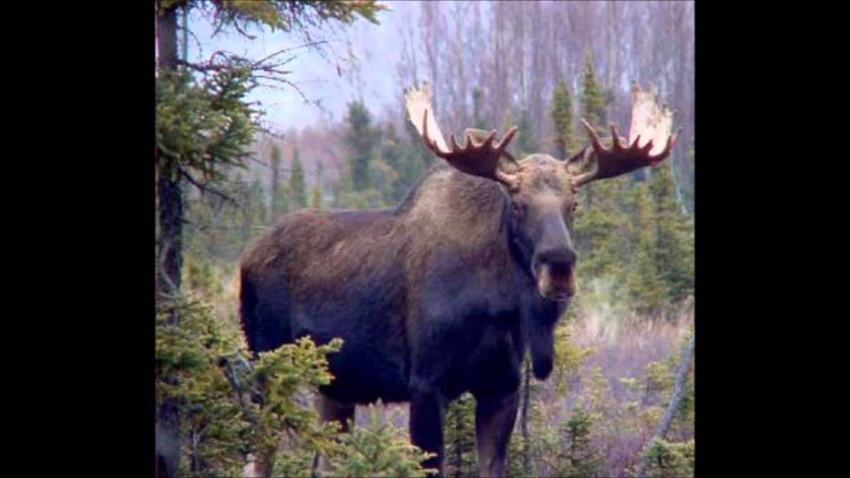 Олени в Германии