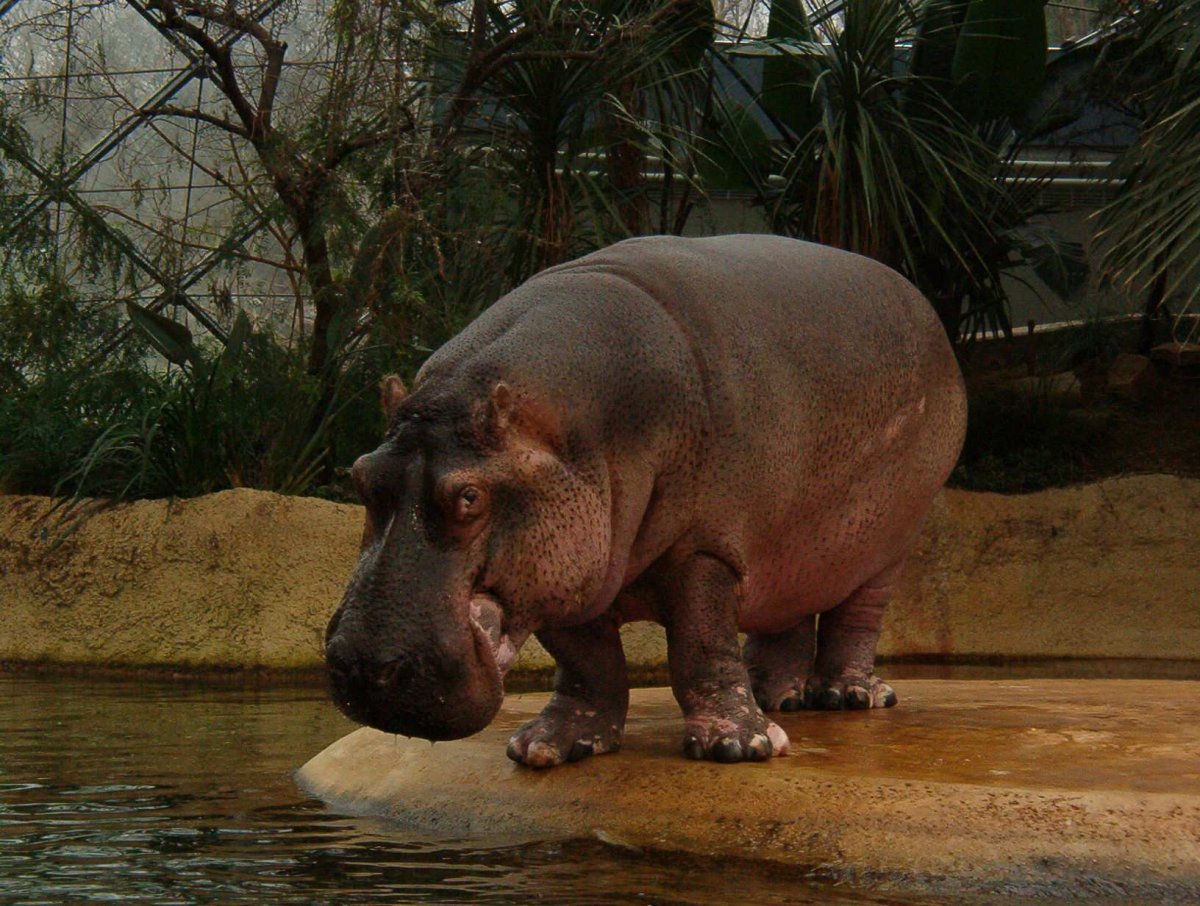 Парнокопытные Бегемот