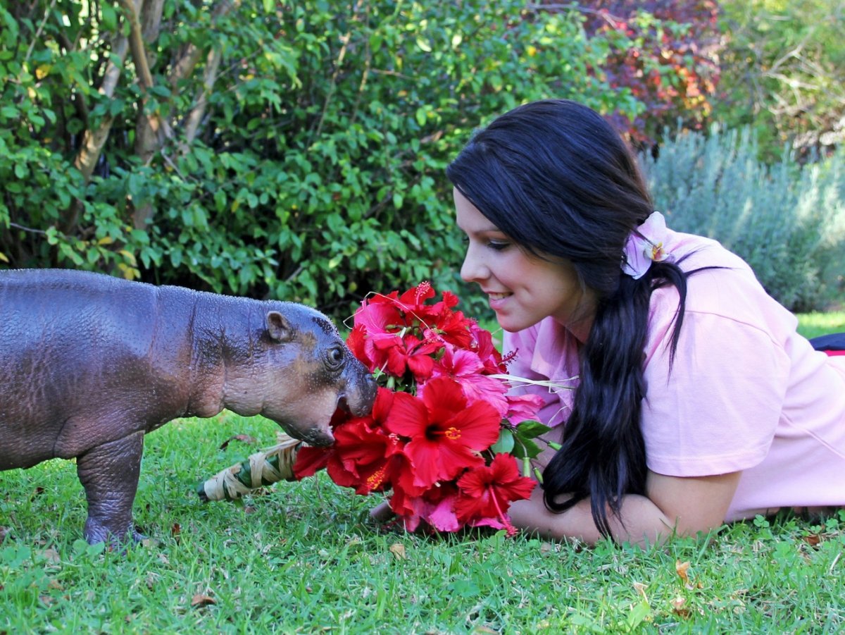 Девушка Бегемот