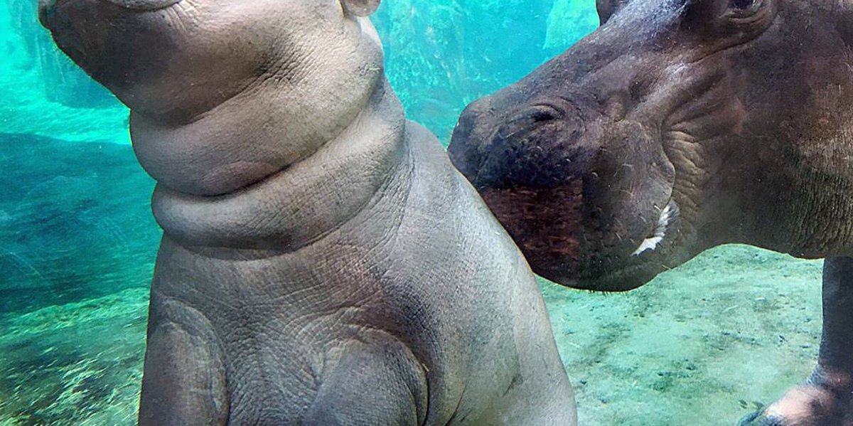 Бегемот в зоопарке