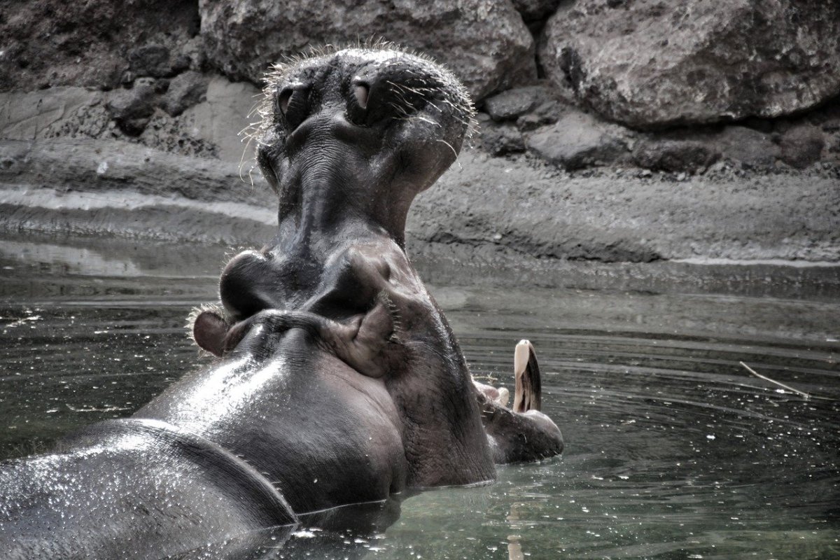 Бегемот Hippo 7200