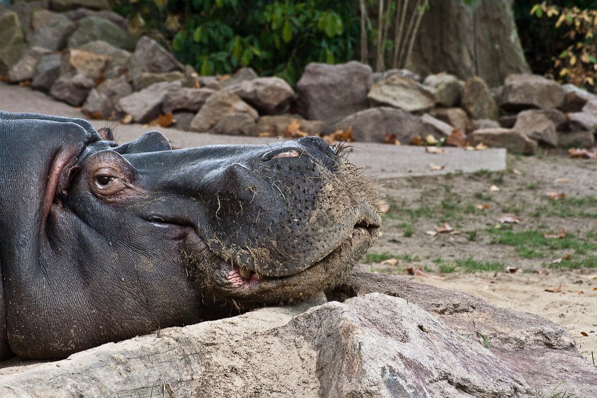 Гиппопотам и Бегемот
