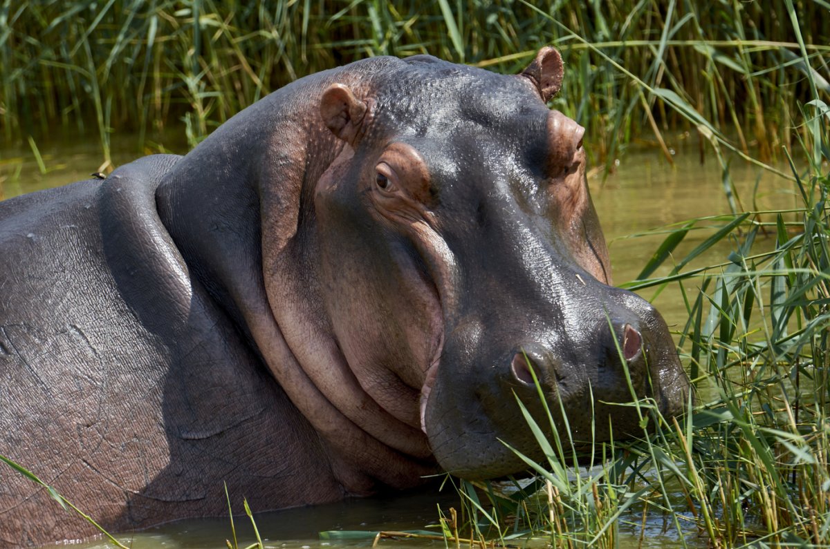 Гиппопотам и Бегемот
