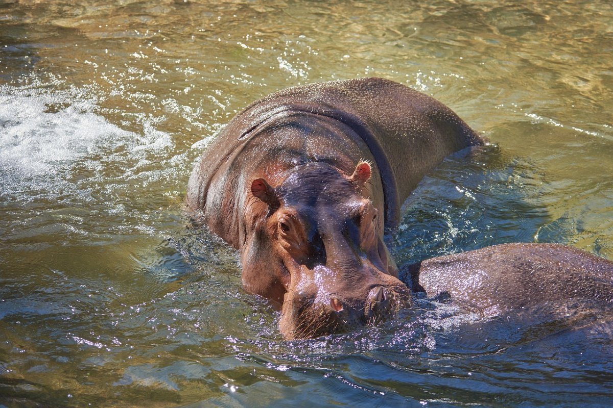 Бегемот плывет