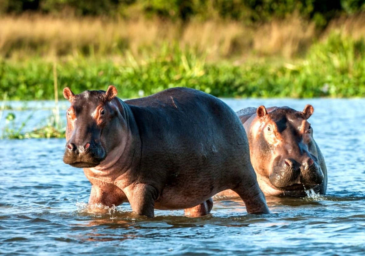 Нильский Бегемот