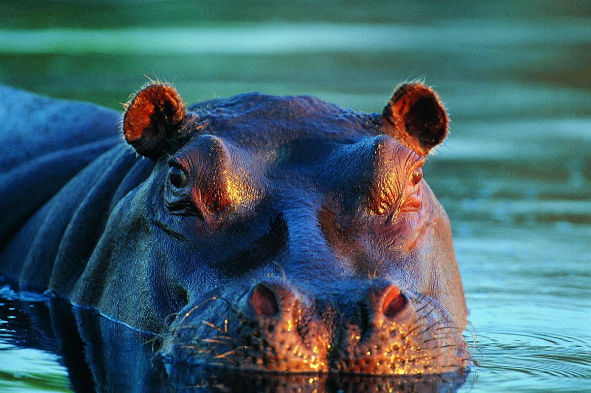 Гиппопотам и Бегемот