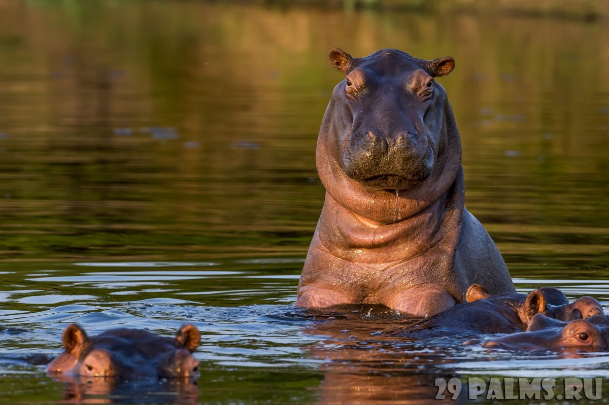 Бегемот на рабочий стол