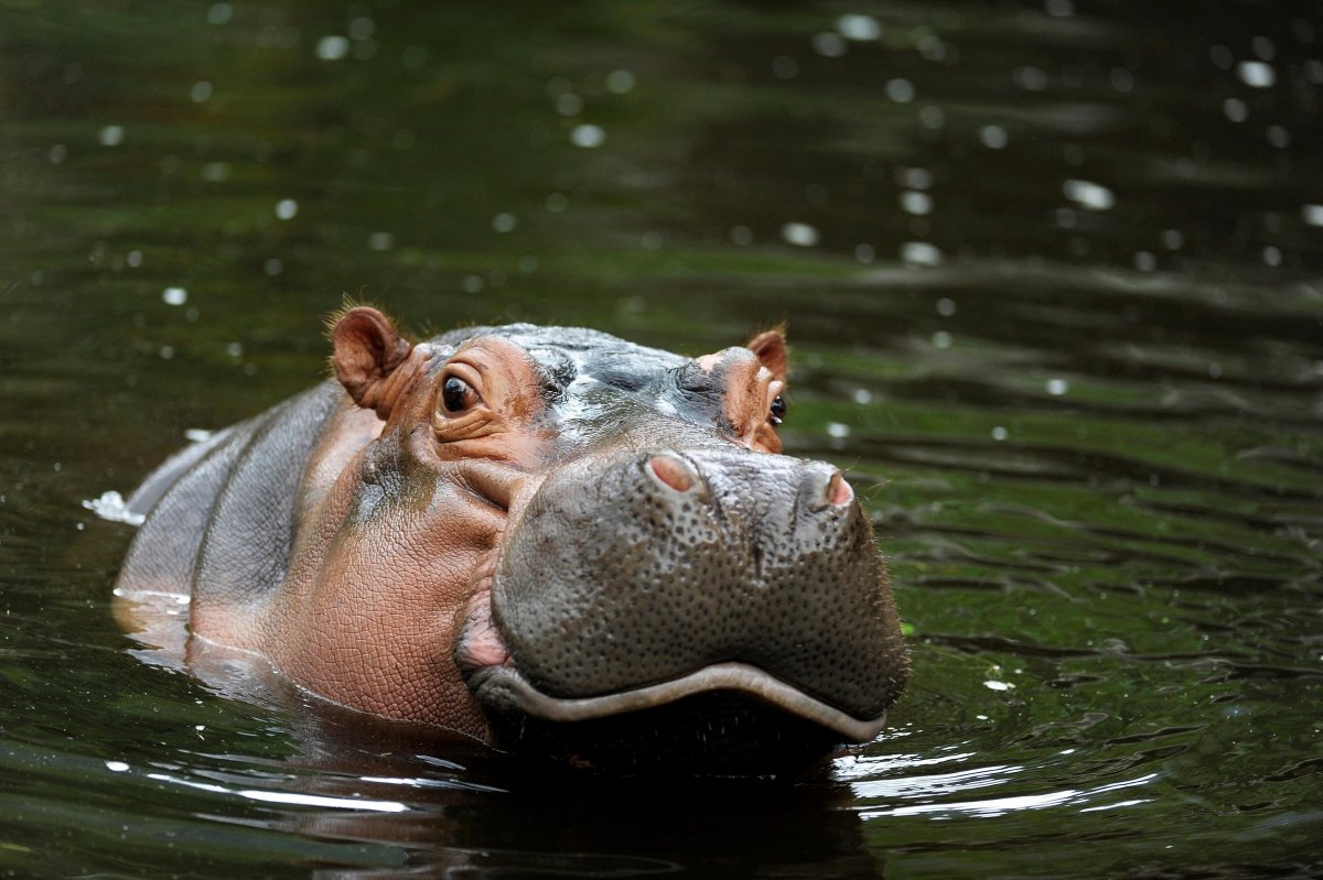 Бегемот в озере