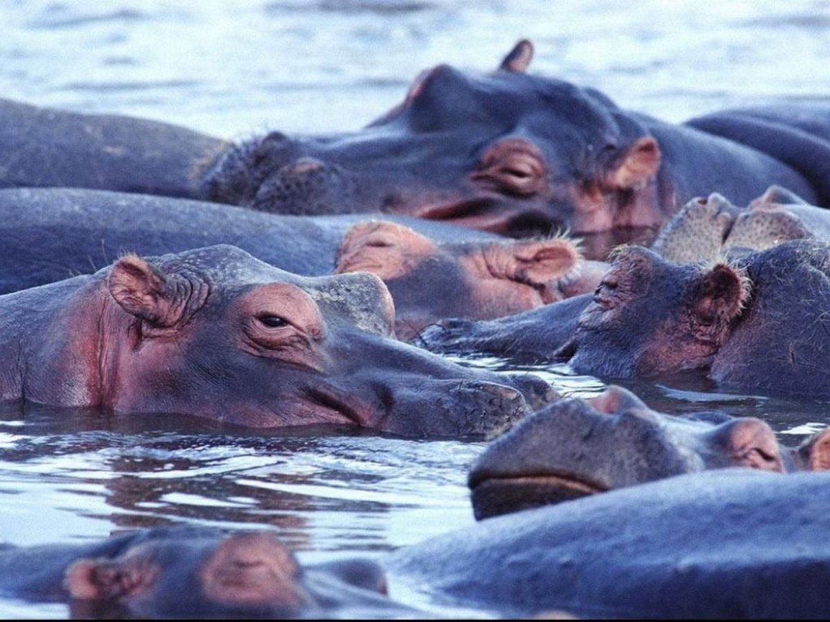 Бегемоты на водопое